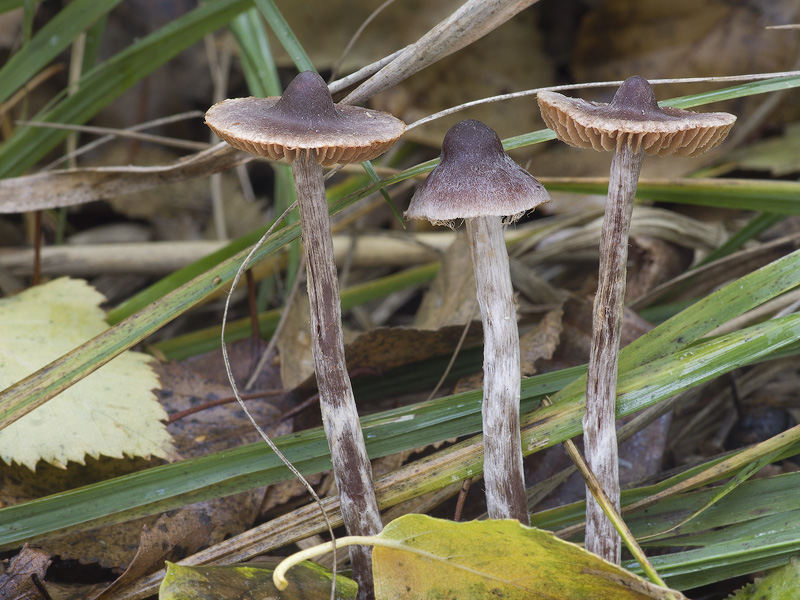 Cortinarius casimiri